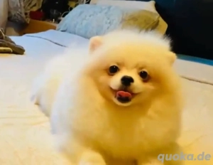 reinrassige Pomeranian  Zwergspitz Welpen  Boo  Typ (Bärchen) 