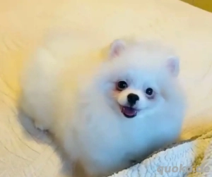 reinrassige Pomeranian  Zwergspitz Welpen  Boo  Typ (Bärchen) 