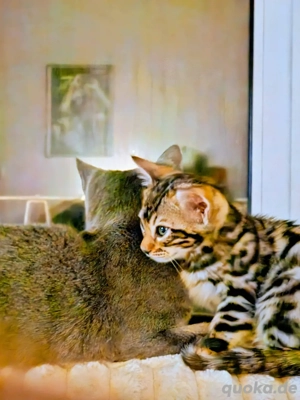 Bengal Kitten Reinrassig