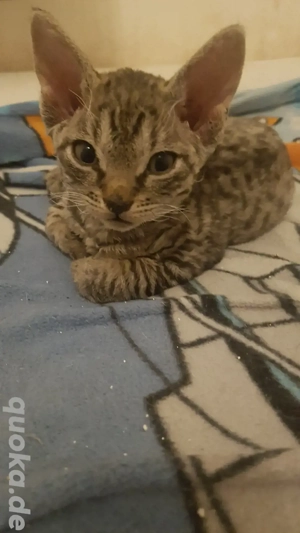 Devonrex Kätzchen 