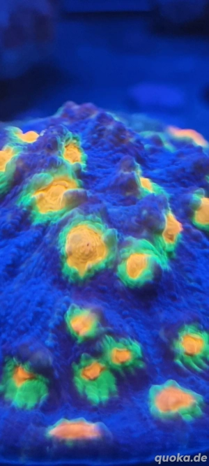 Chalice Afterschock (Selten) Bild 4