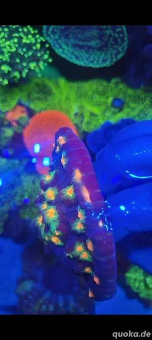 Chalice Afterschock (Selten) Bild 3