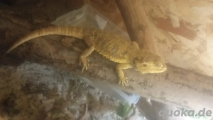      2 Bartagamen suchen liebevolles Zuhause