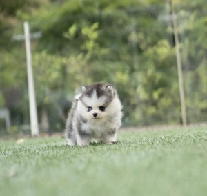 Gesunde Pomsky-Welpen suchen ein neues Zuhause