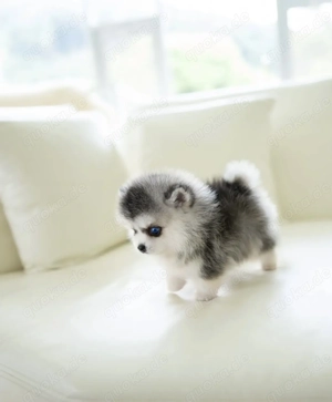 Niedliche F1 Pomsky-Welpen abzugeben