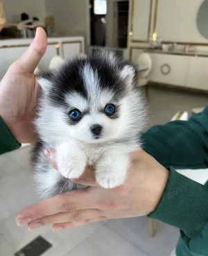 Sechs süße F1 Pomsky-Welpen abzugeben
