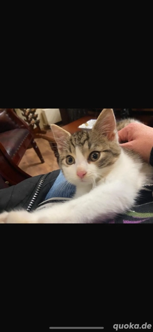 Katzenbabys (geb. 17.08.2025) suchen liebevolles Zuhause