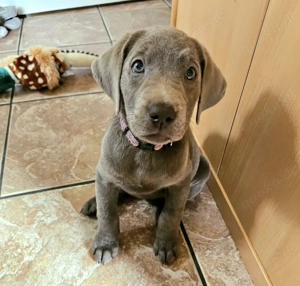 Niedliche Labradorwelpen suchen ein neues Zuhause