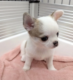 Bezaubernde Chihuahua-Welpen suchen ein neues Zuhause