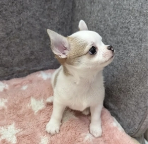 Gesunde Mini-Chihuahua-Welpen abzugeben