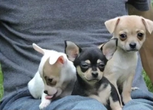 Chihuahua Welpen in KH und LH mit Ahnentafel