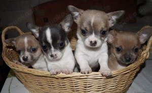 Chihuahua Welpen in KH und LH mit Ahnentafel