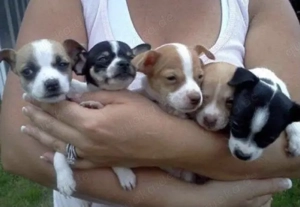 Chihuahua Welpen in KH und LH mit Ahnentafel