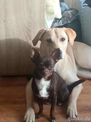 Labrador Retriever Mix