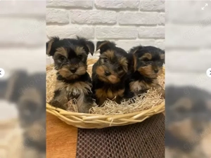 YORKSHIERE TERRIER Welpen suchen ein neues Zuhause