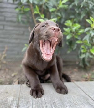 HHP Premium Labradorwelpen zu verkaufen