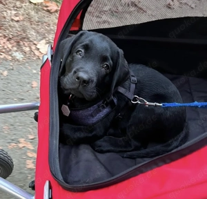 ZZP Ausgezeichnete Labradorwelpen abzugeben