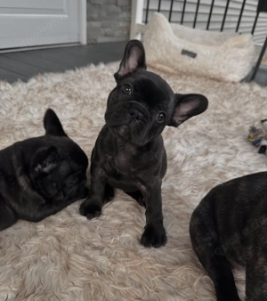 Ausgezeichnete französische Bulldoggenwelpen abzugeben