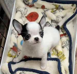 Sechs gesunde Chihuahua-Welpen abzugeben