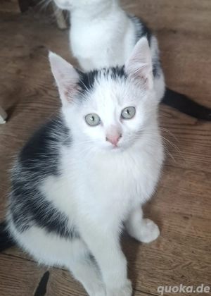 Katze Kätzchen Babykatze Kitten 