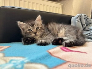 Main coon Mix Katerchen sucht noch seine Familie