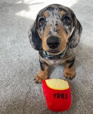 Bezaubernde Dackelwelpen abzugeben