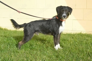 ARES, Schnauzer Terrier Mischling (kastriert) SGB 525,00   