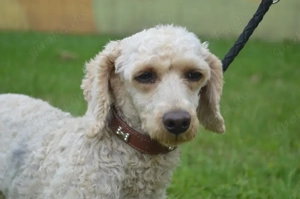 DONIA, Kleinpudel (kastriert) SGB 625,00   