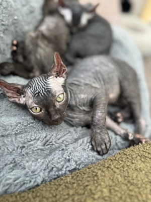 Wir dürfen morgen ausziehen Sphynx Elfensphynx Kitten 