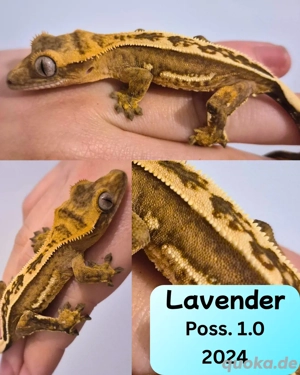 Kronengecko Nachzuchten