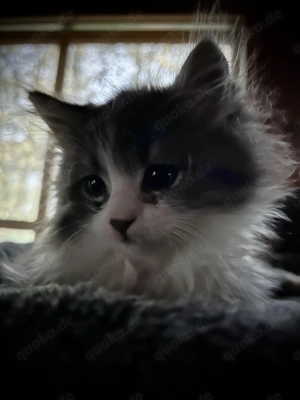 MaineCoon Kitten Kater 