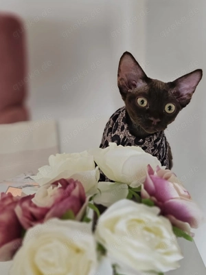 Zwei sehr liebe Katzen