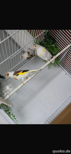 Stieglitz Major Scarpati