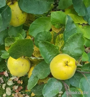 Suche Quitten Rezepte , Kochen , Backen  , Marmelade , Quittenrezepte