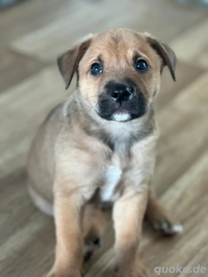 Johny sucht ein zuhause 