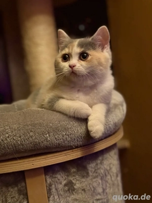 Reinrassiges BKH Kitten Mädel, ab sofort