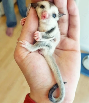 Suche 2-3 weibliche sugar glider
