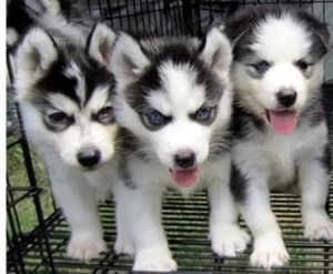 Reinrassige Siberian Husky Welpen  mit Blaue Augen