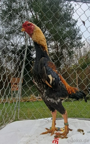 Ko Shamo weiß weizenfarbig blau schwarz 