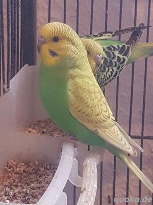 Wellensittiche zum abgeben