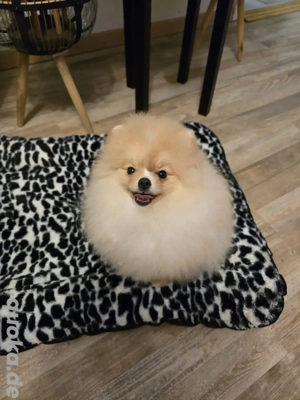 Pomeranian -Zwergspitz