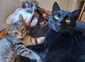 Vulcan & Pliculet - zwei Herzen, ein Zuhause gesucht Bild 2