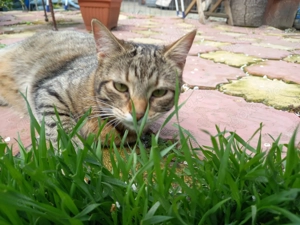 Vulcan & Pliculet - zwei Herzen, ein Zuhause gesucht Bild 4