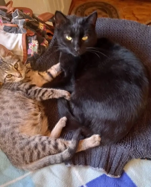 Vulcan & Pliculet - zwei Herzen, ein Zuhause gesucht Bild 3