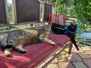 Vulcan & Pliculet - zwei Herzen, ein Zuhause gesucht Bild 6