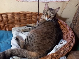 Vulcan & Pliculet - zwei Herzen, ein Zuhause gesucht Bild 5