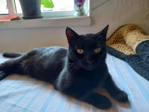 Vulcan & Pliculet - zwei Herzen, ein Zuhause gesucht Bild 7