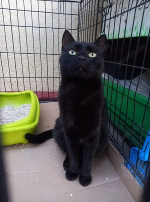 Vulcan & Pliculet - zwei Herzen, ein Zuhause gesucht Bild 10