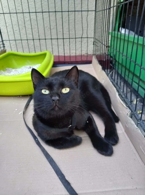 Vulcan & Pliculet - zwei Herzen, ein Zuhause gesucht Bild 8