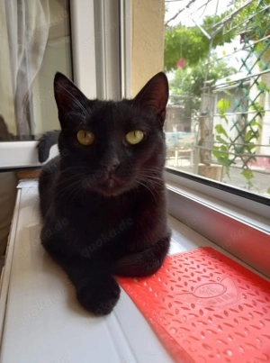 Vulcan & Pliculet - zwei Herzen, ein Zuhause gesucht Bild 9